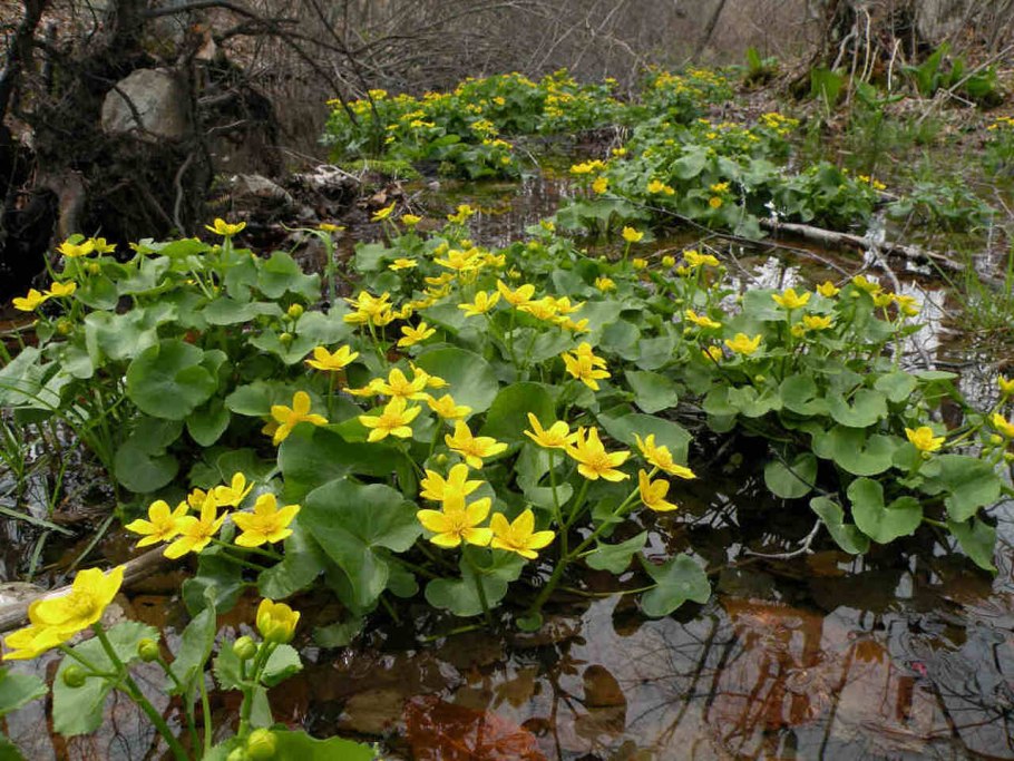 Caltha palustris ‘Alba’ – калужница Болотная ‘Alba’