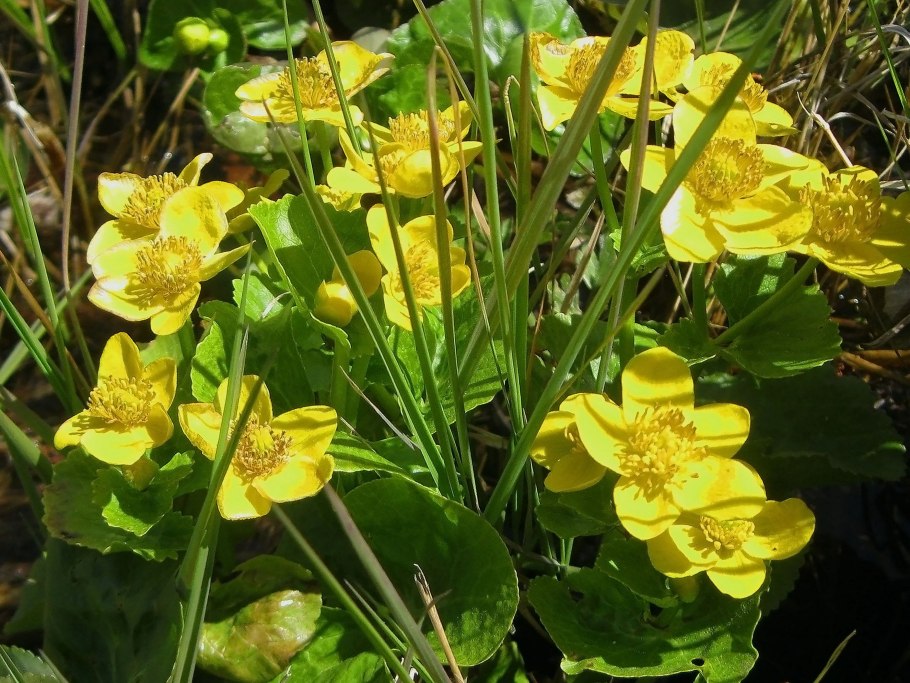 Калужница Болотная цветок