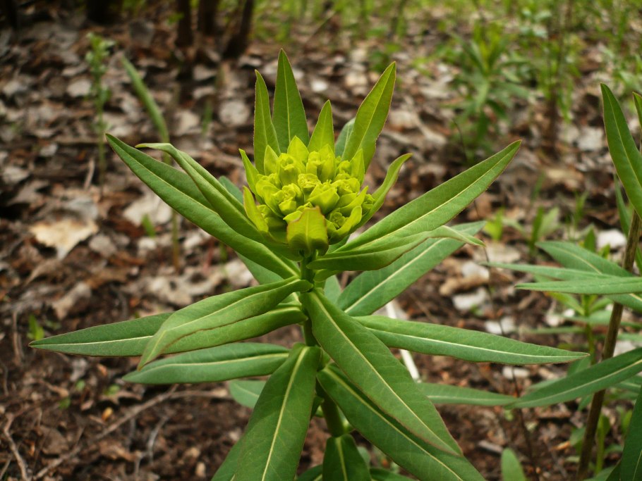 Молочай полумохнатый