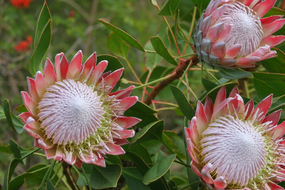Protea cynaroides - протея артишоковая