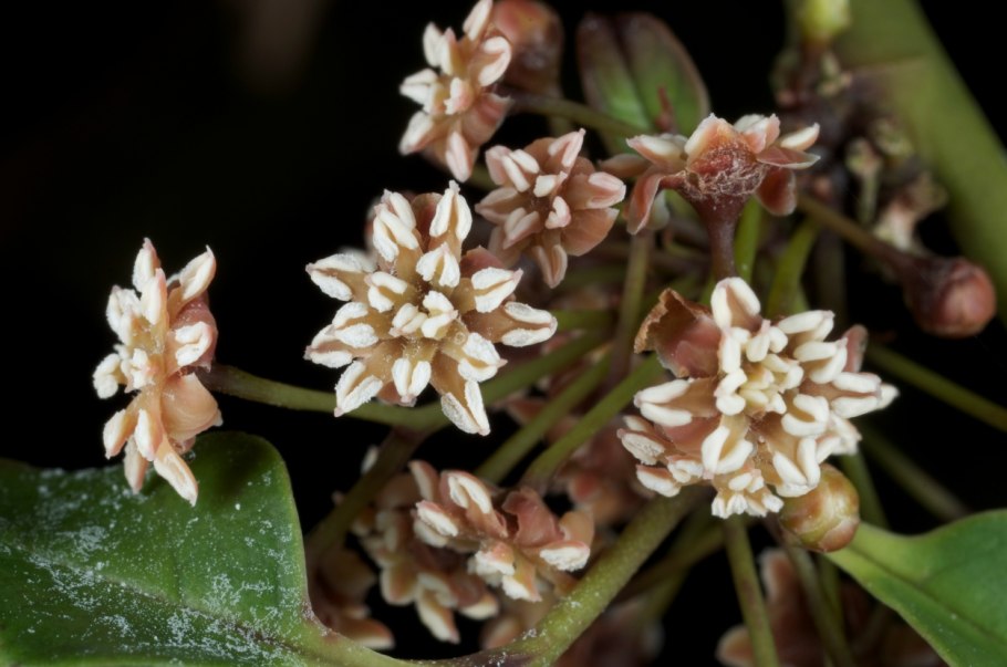 Amborella trichopoda