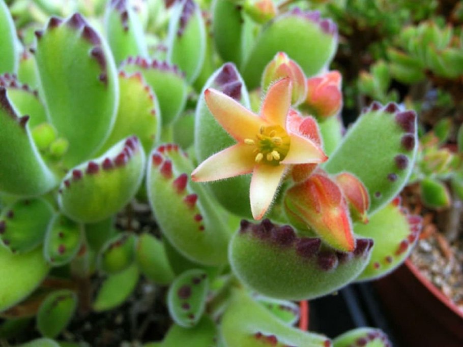 Котиледон tomentosa