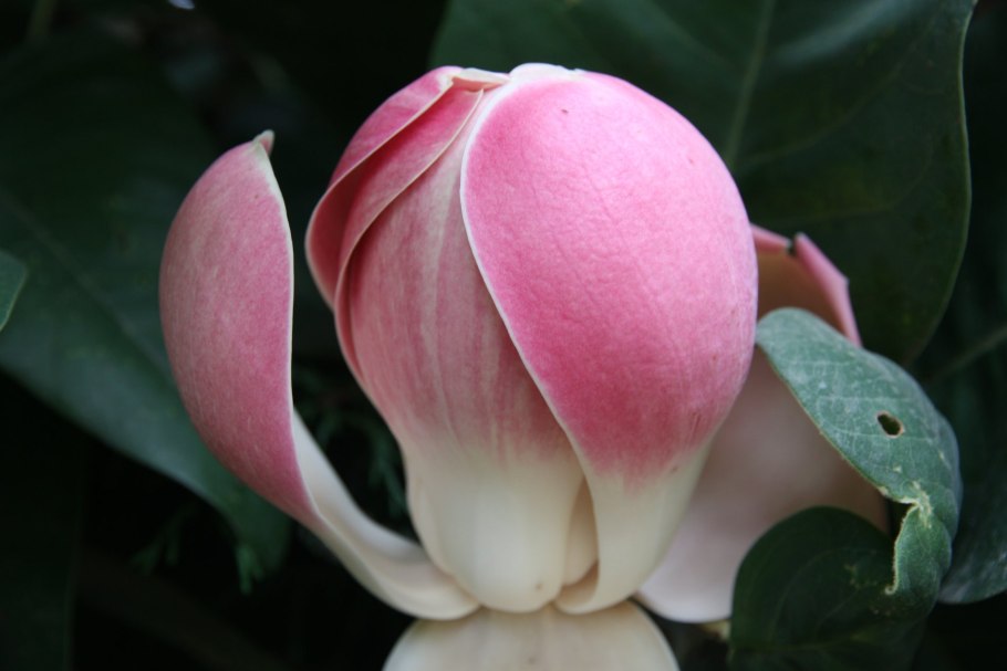 Магнолия Делавея Сочи