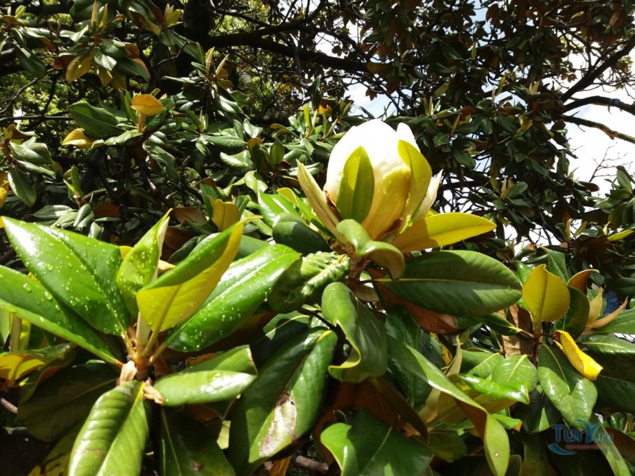 Magnolia obovata