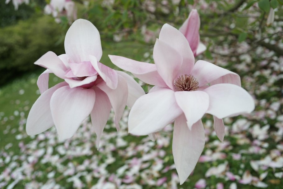 Магнолия Суланжа куст