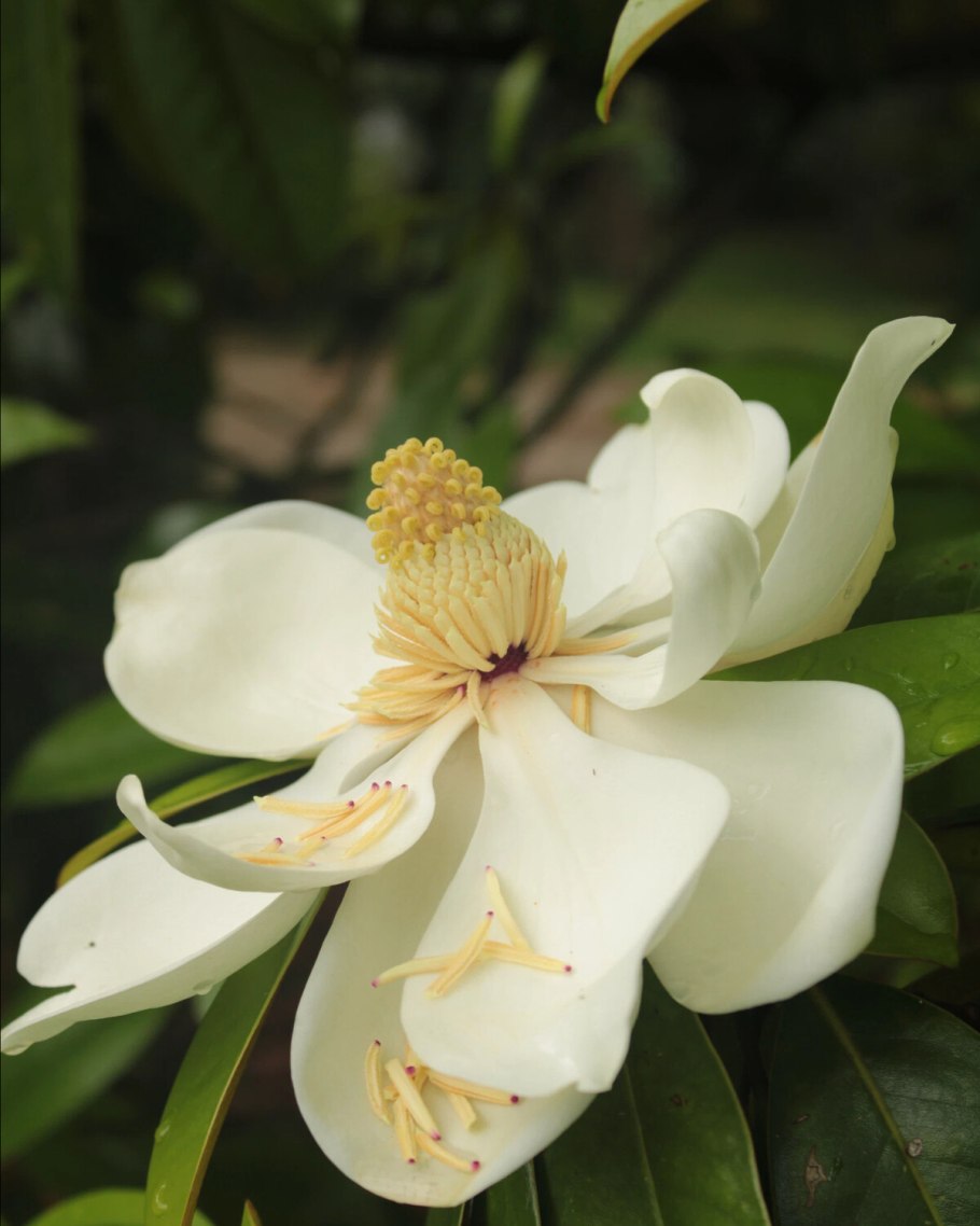 Магнолия тюльпановидная дерево