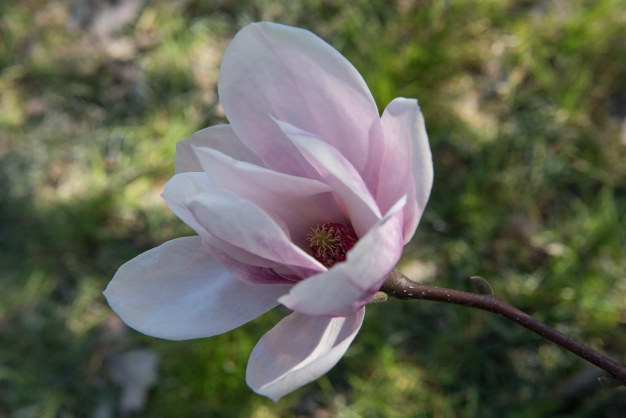 Магнолия заостренная