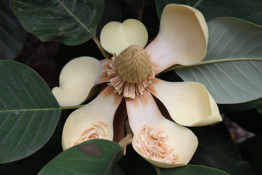 Магнолия чашелистики