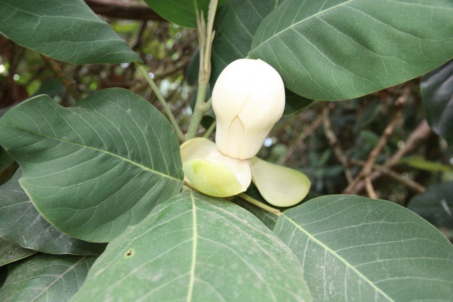 Магнолия обратнояйцевидная побег