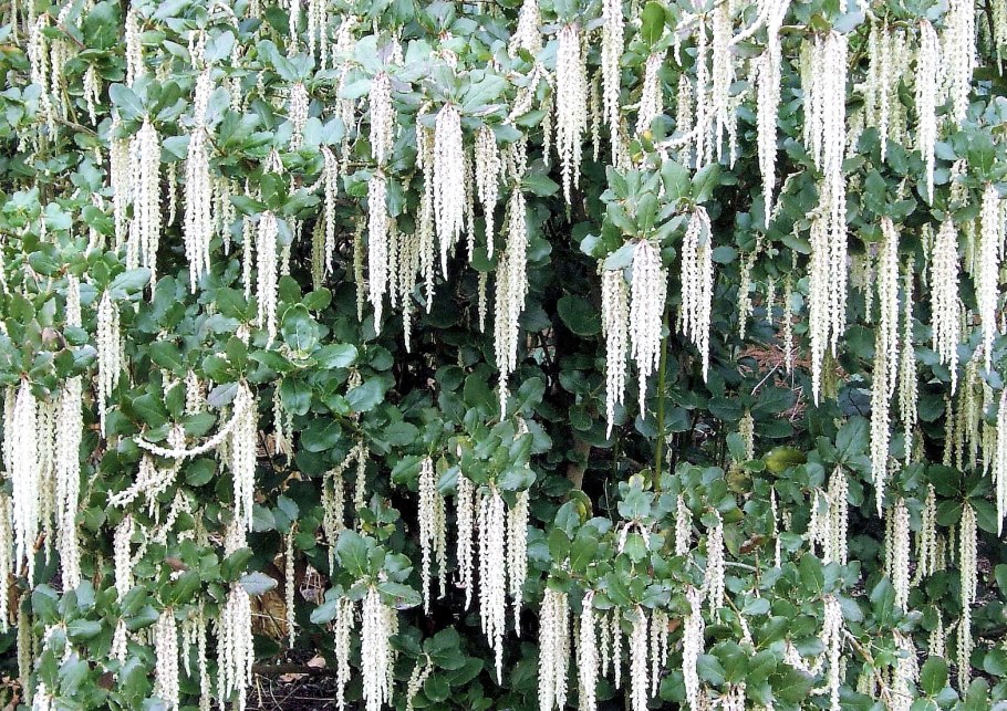 Гаррия растение