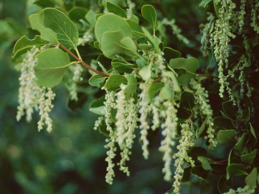 Гаррия растение