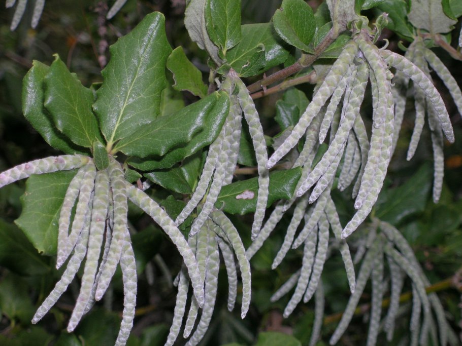 Гаррия растение