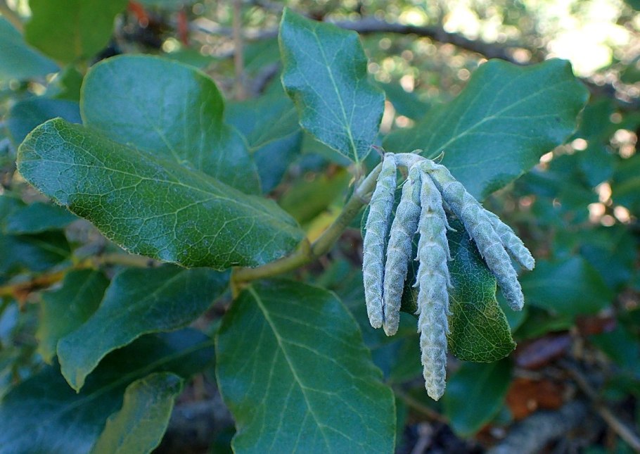 Гаррия в ландшафтном дизайне