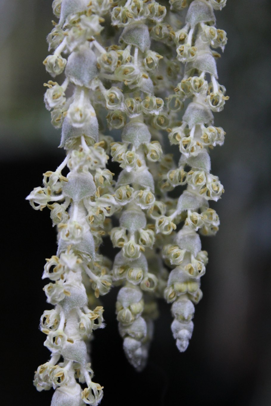 Гаррия растение фото и описание