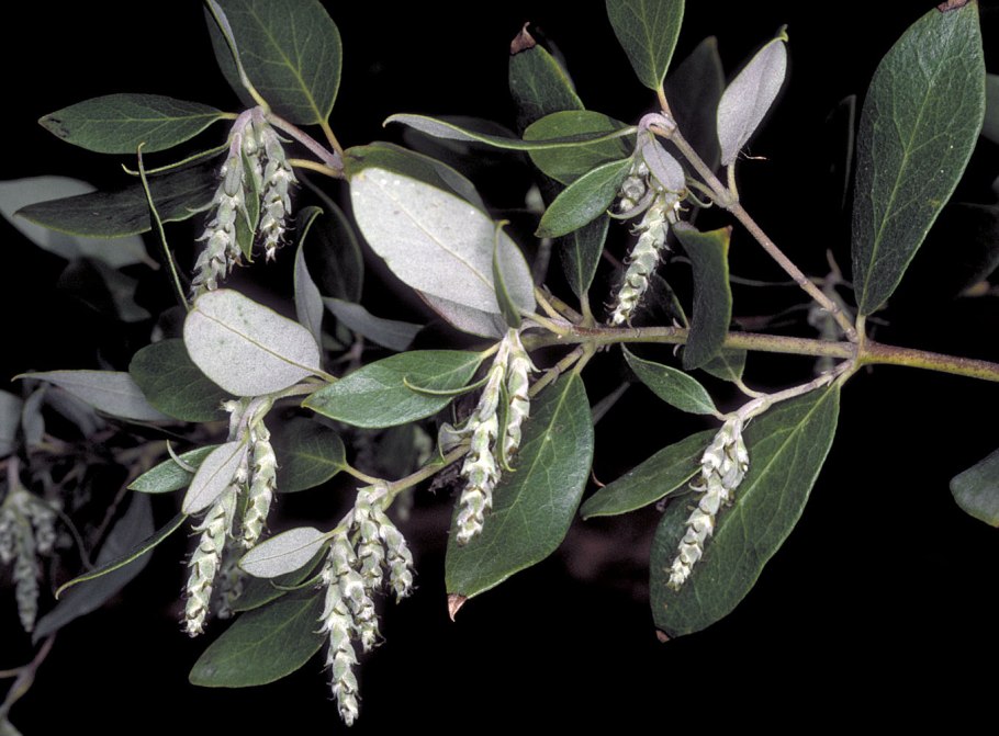 Гаррия эллиптическая