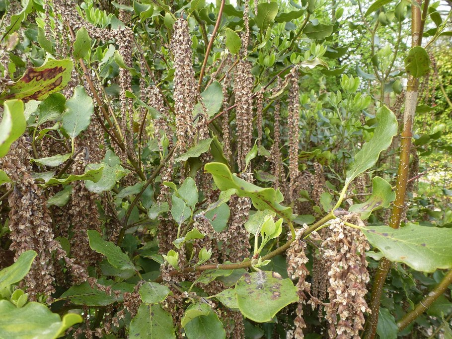 Гаррия эллиптическая фото