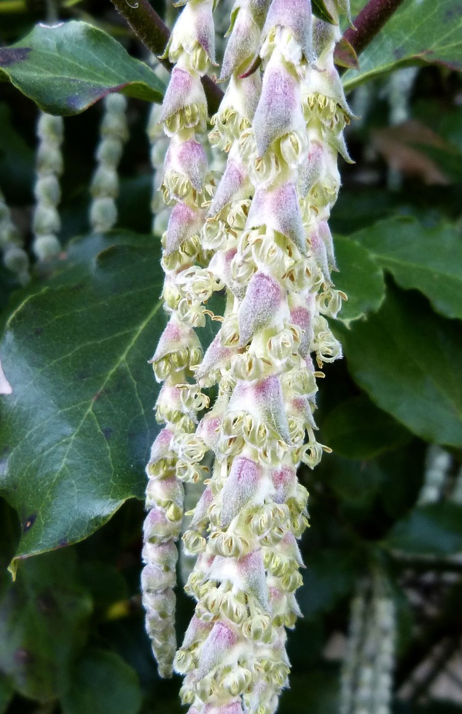 Гаррия эллиптическая