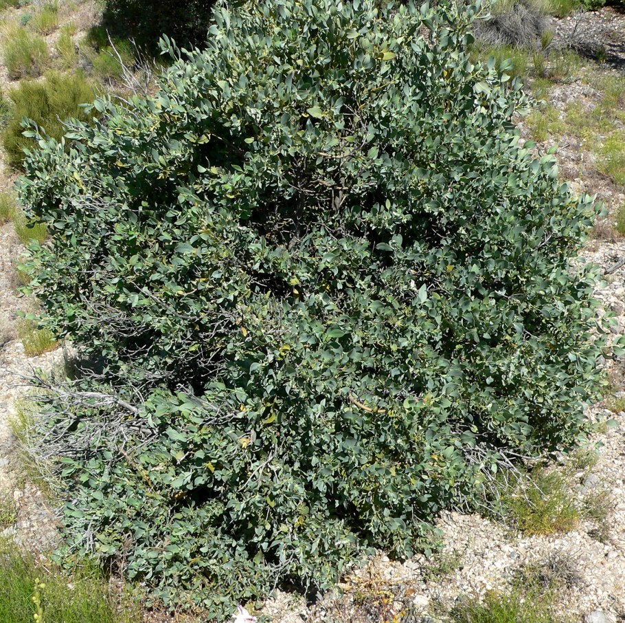 Итея падуболистная