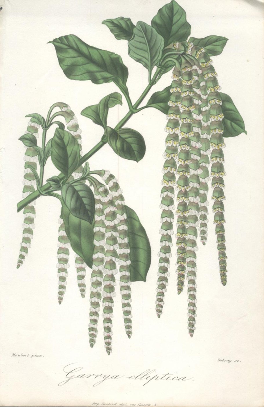 Ботаническая иллюстрация