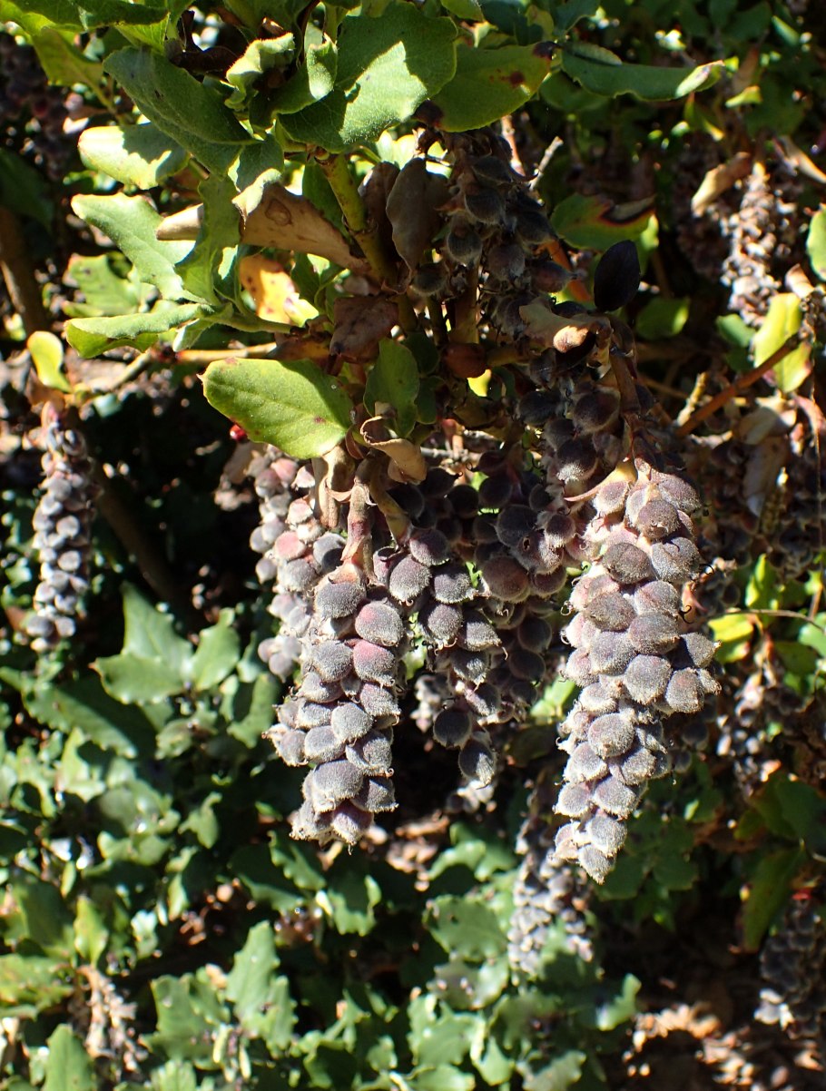 Гаррия растение