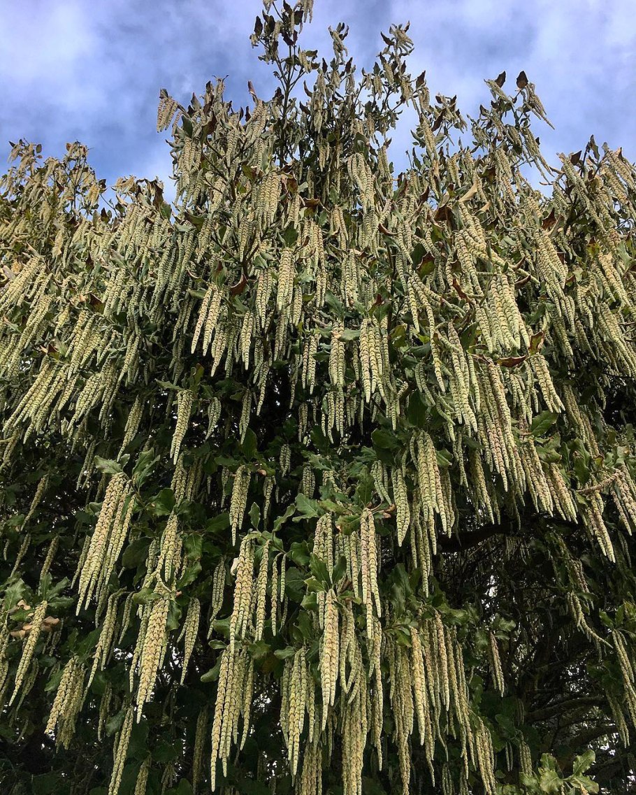 Гаррия растение