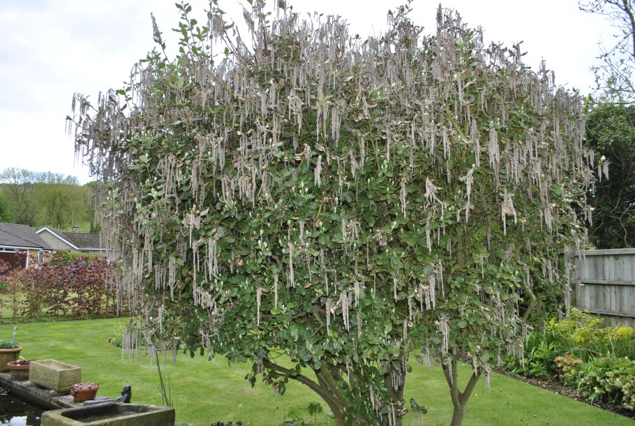 Гаррия (garrya) плоды