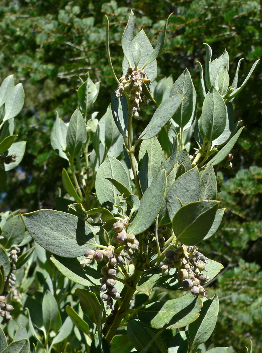 Гаррия эллиптическая