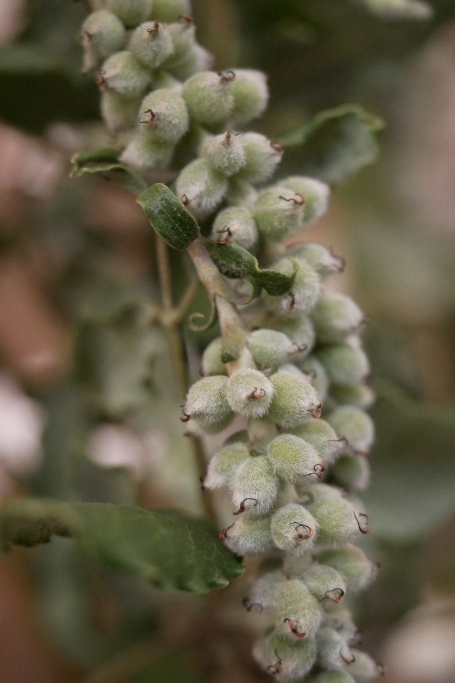 Ива глаука калликарпа хальт