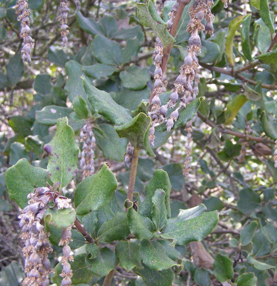Дерево ягода на половину голое