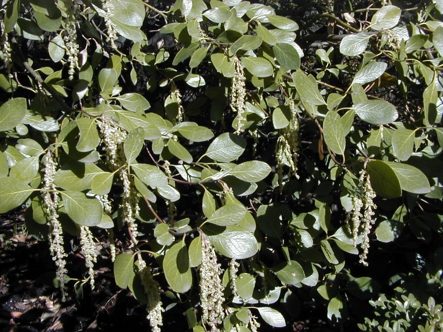 Гаррия иссакуахенская