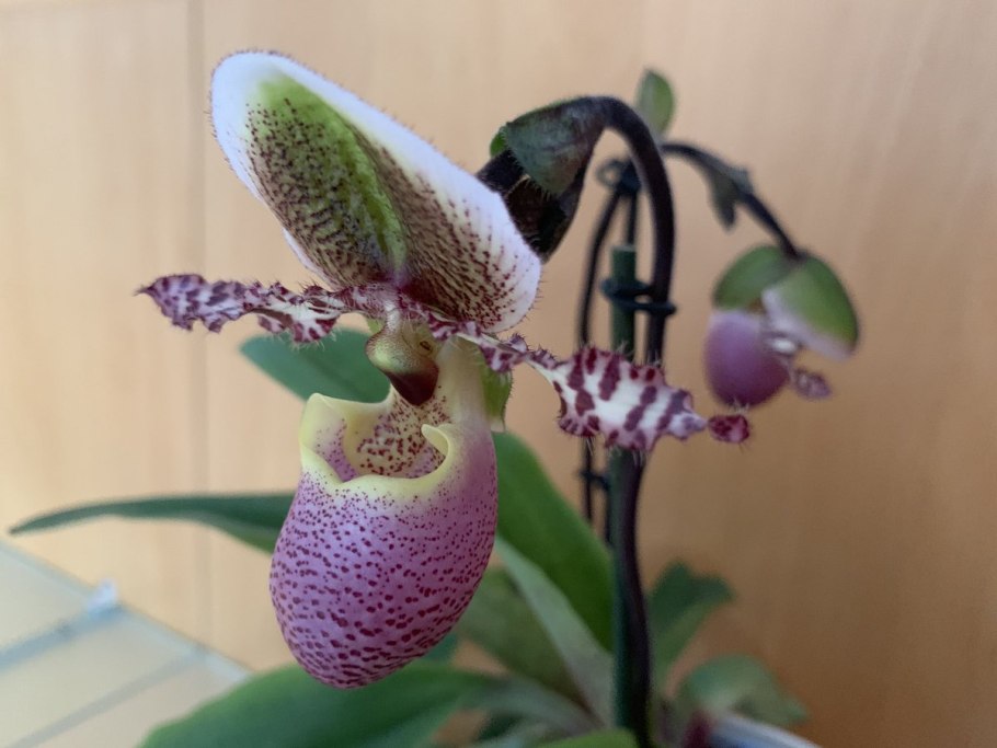 Орхидея Paphiopedilum Pinocchio