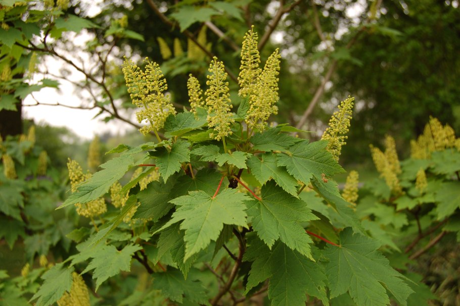 Клен желтый Acer ukurunduense