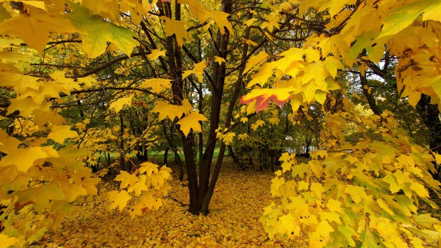 Клен желтый дерево