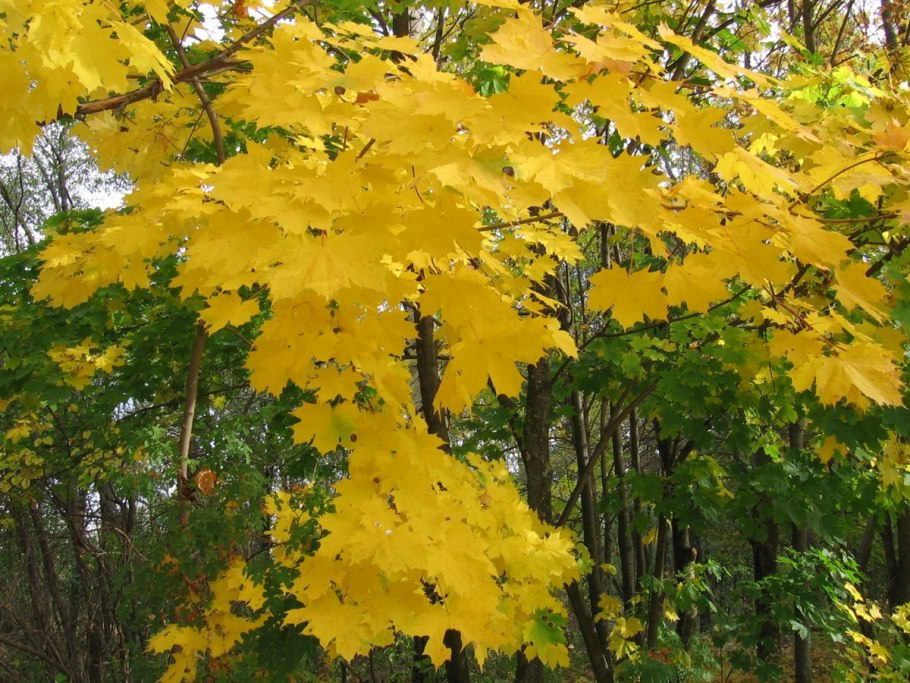 Клён виноградолистный