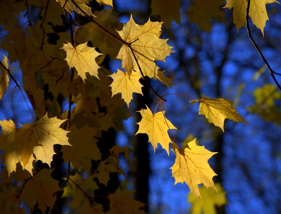 Желтый клен осень дерево Бокен