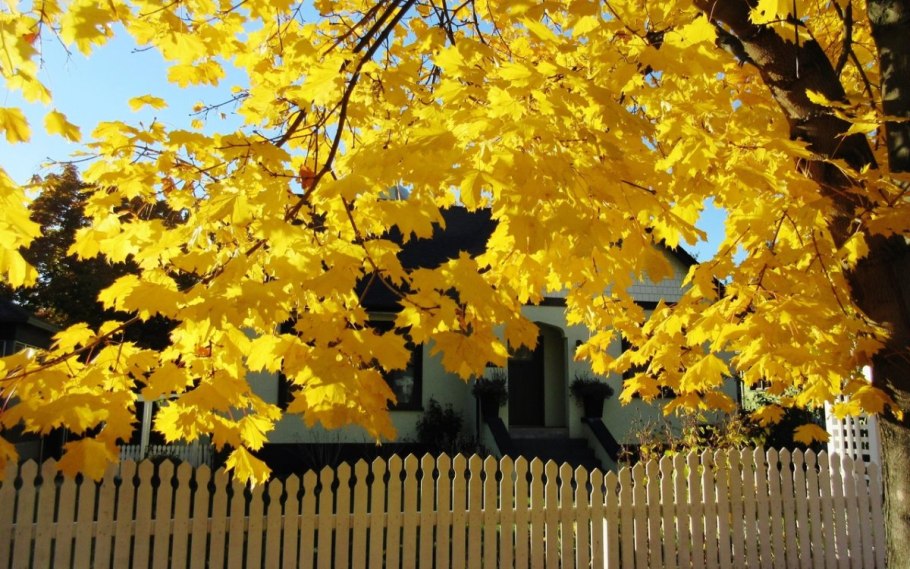 Осенний клен Заболоцкий