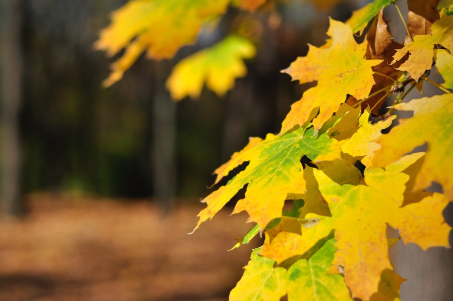 Золотистый клен