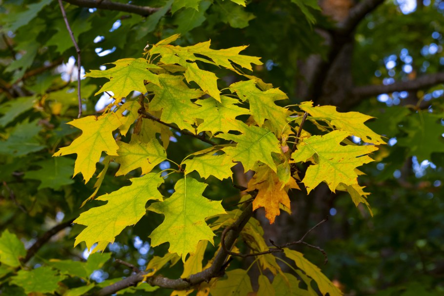 Клен желтый дерево