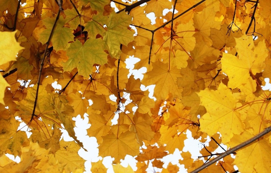 Клен желтый