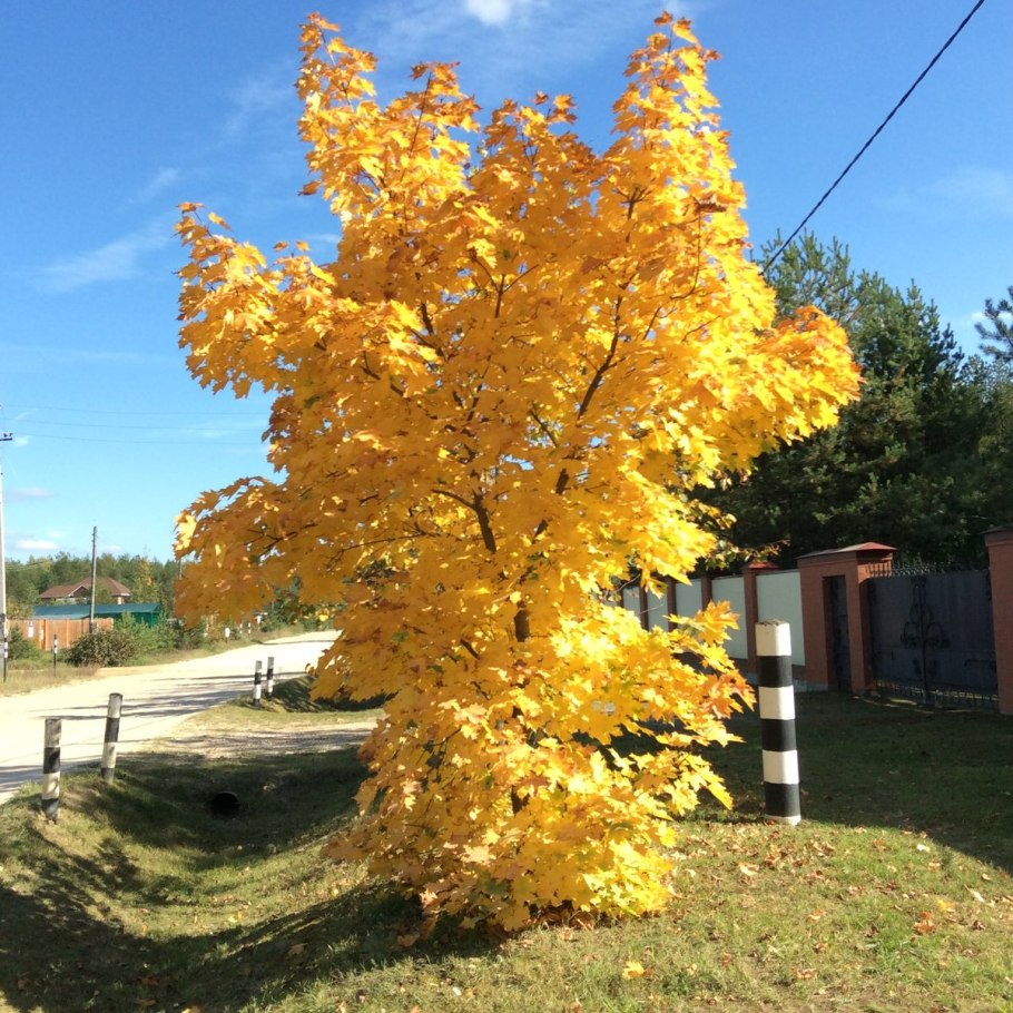 Клен желтый