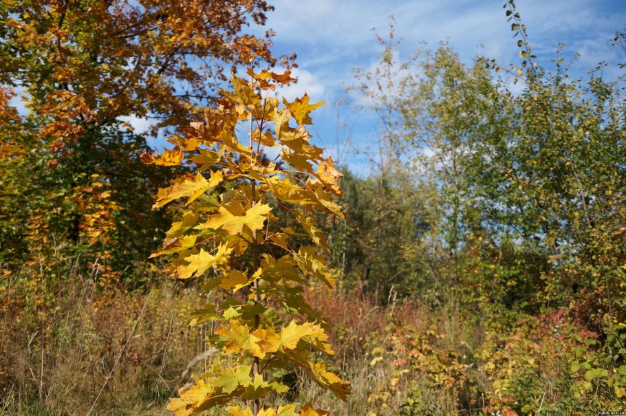 Клен желтый дерево