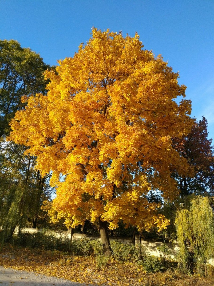 Клен зеленокорый осенью
