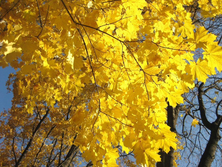 Жёлтые берёзы и клёны