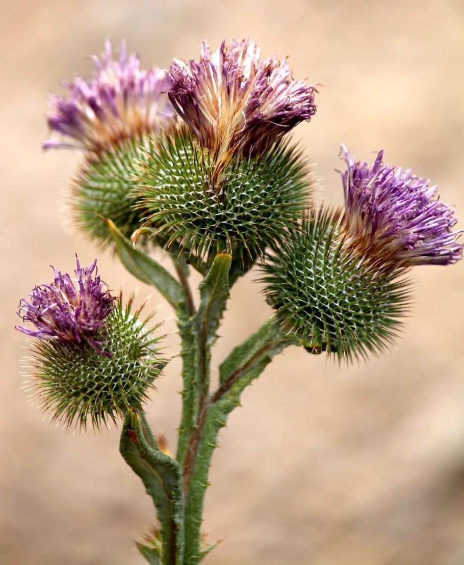Cousinia qaradaghensis