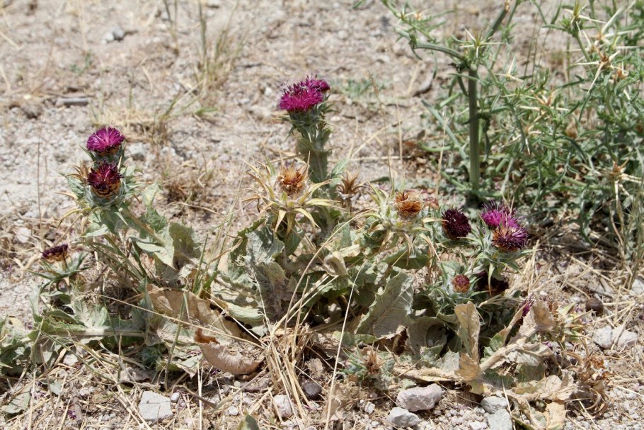 Кузиния мелкоплодная