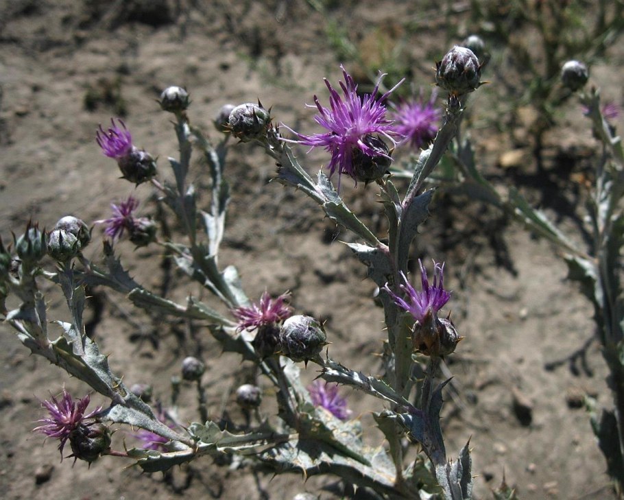 Кузиния Вавилова