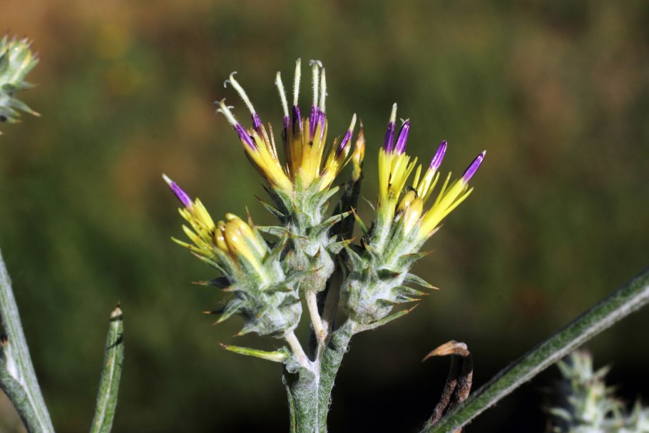 Наркотические растения в средней Азии