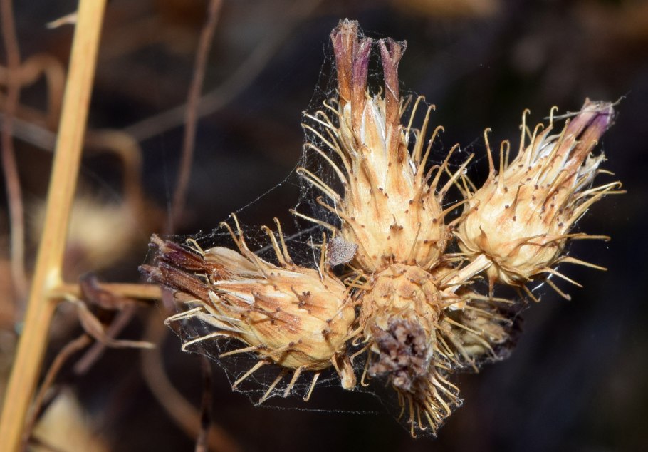 Кузиния мелкоплодная