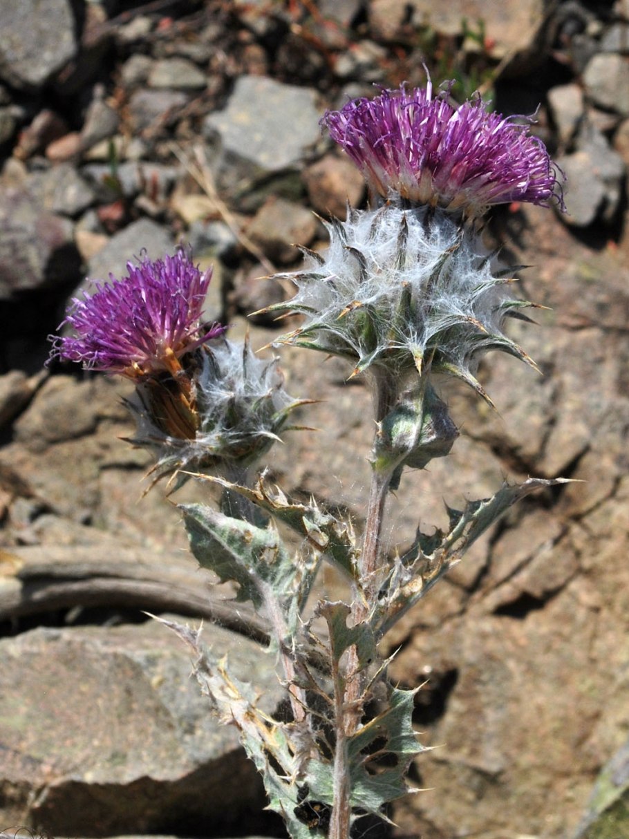 Cousinia bipinnata Кузиния двоякоперистая
