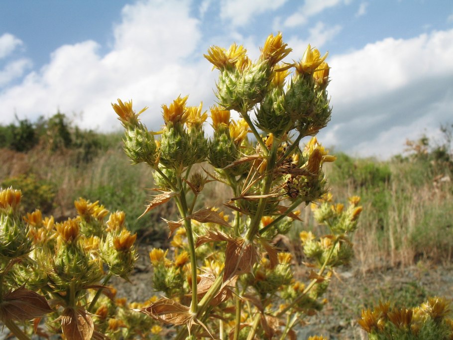 Кузиния теневая